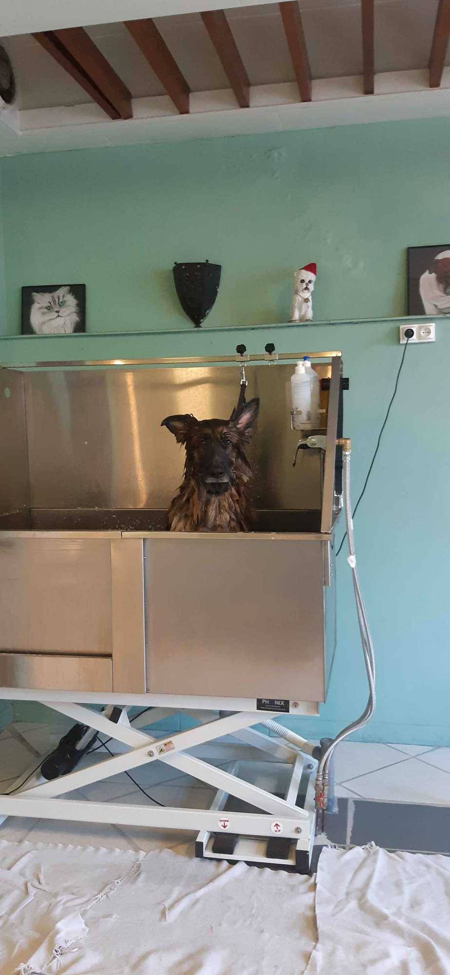 chien après toilettage