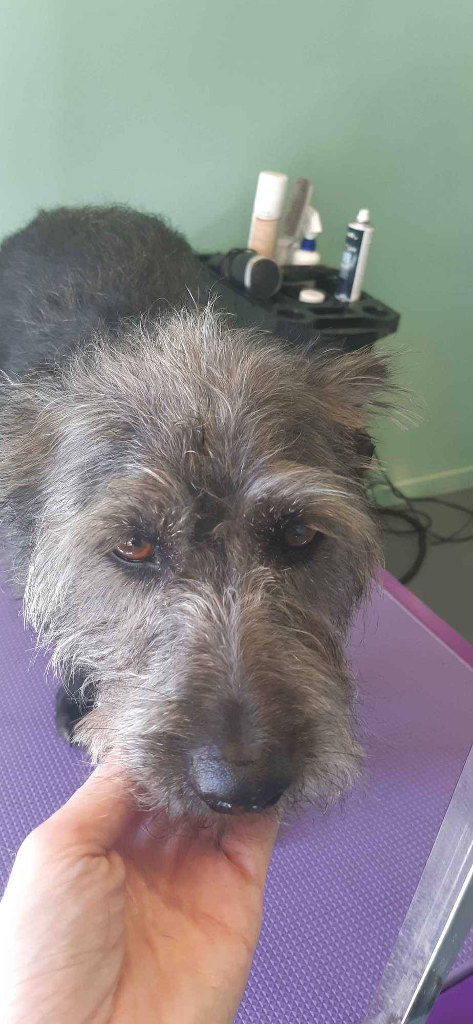 chien après toilettage