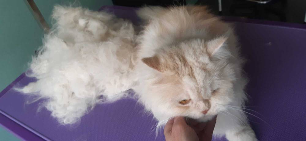 chat après toilettage
