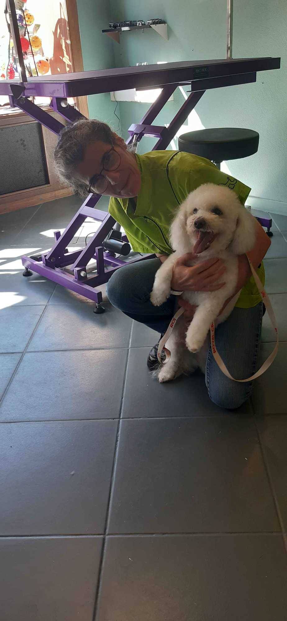chien après toilettage