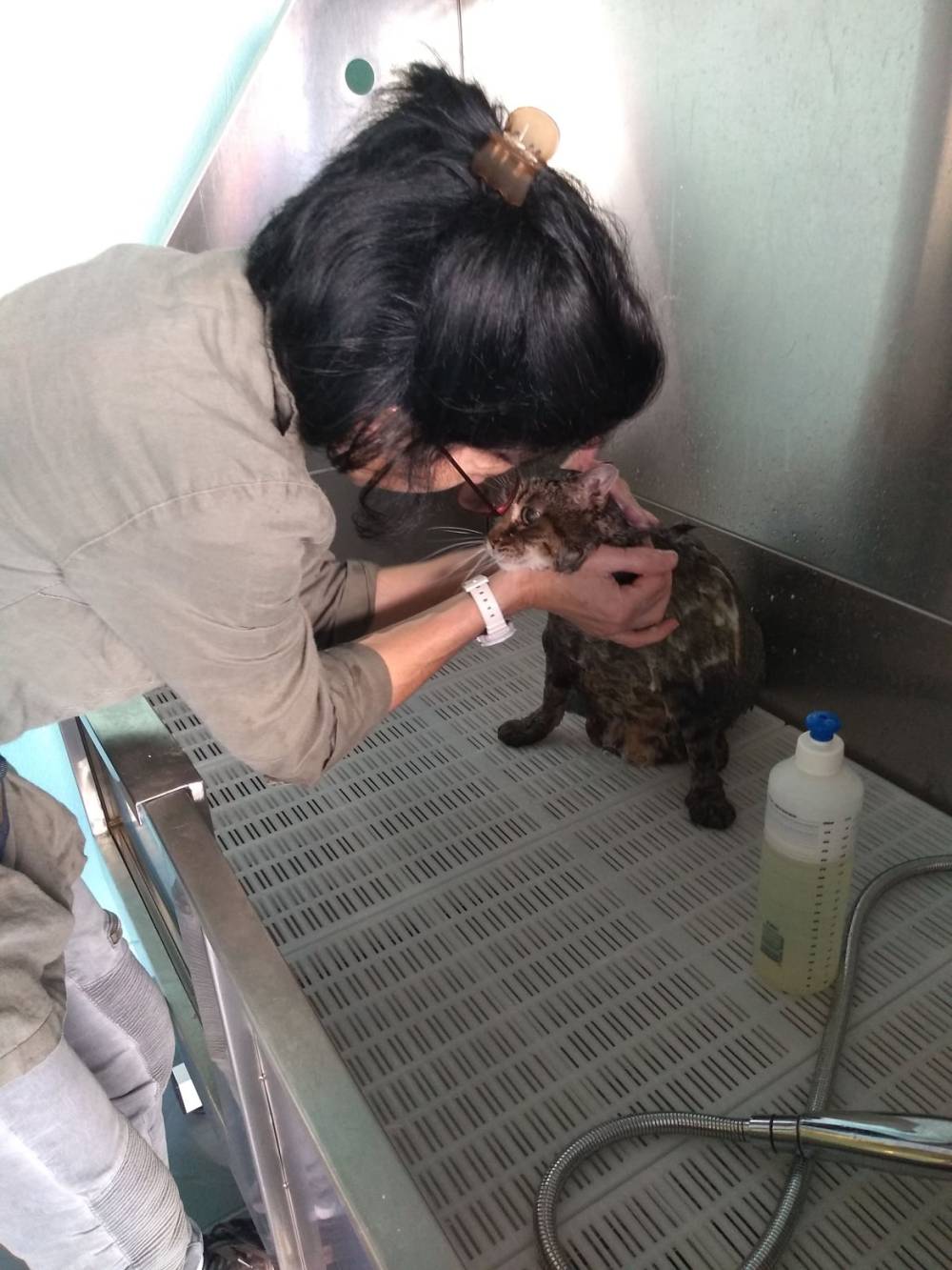 chat après toilettage