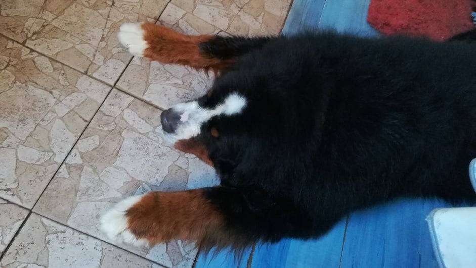 chien après toilettage