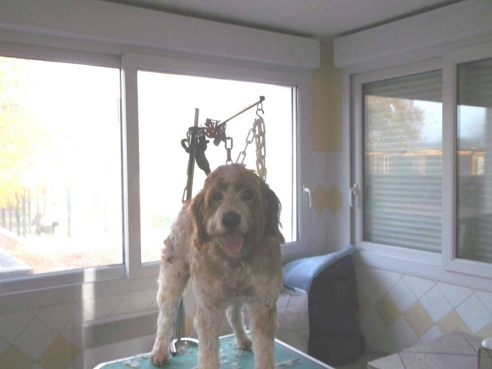 chien après toilettage