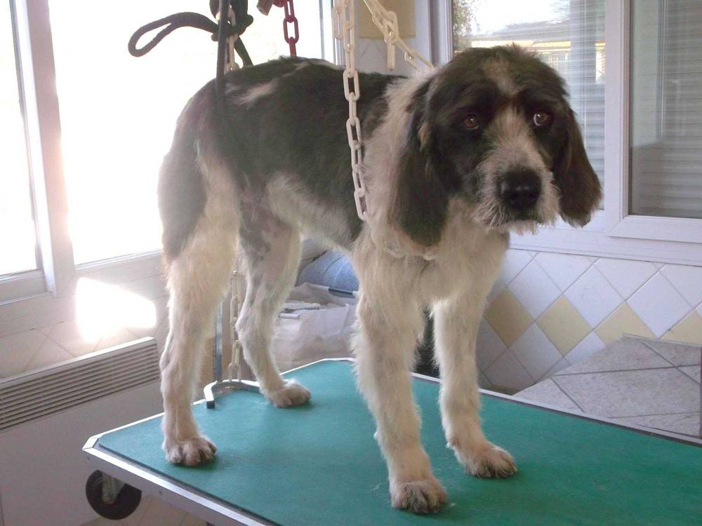 chien après toilettage