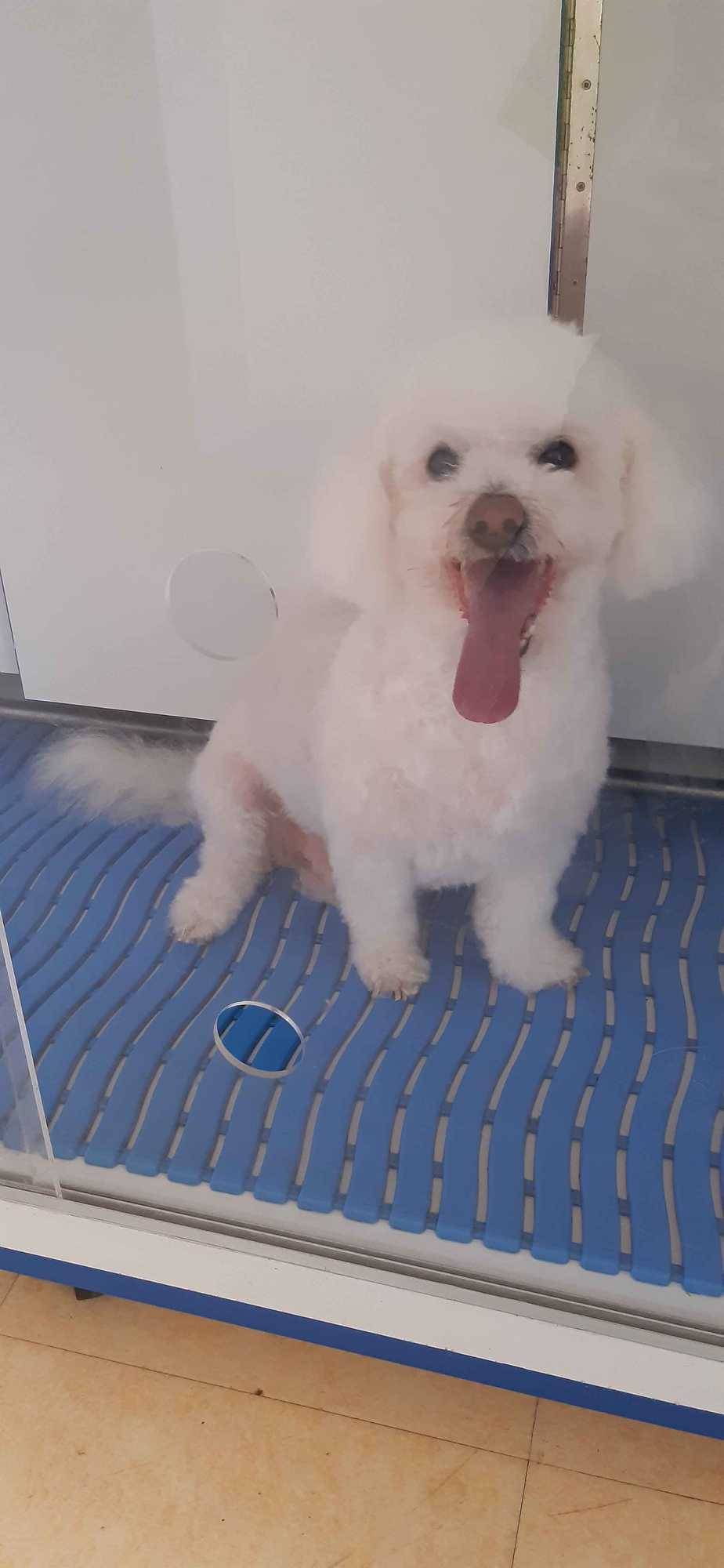 chien après toilettage