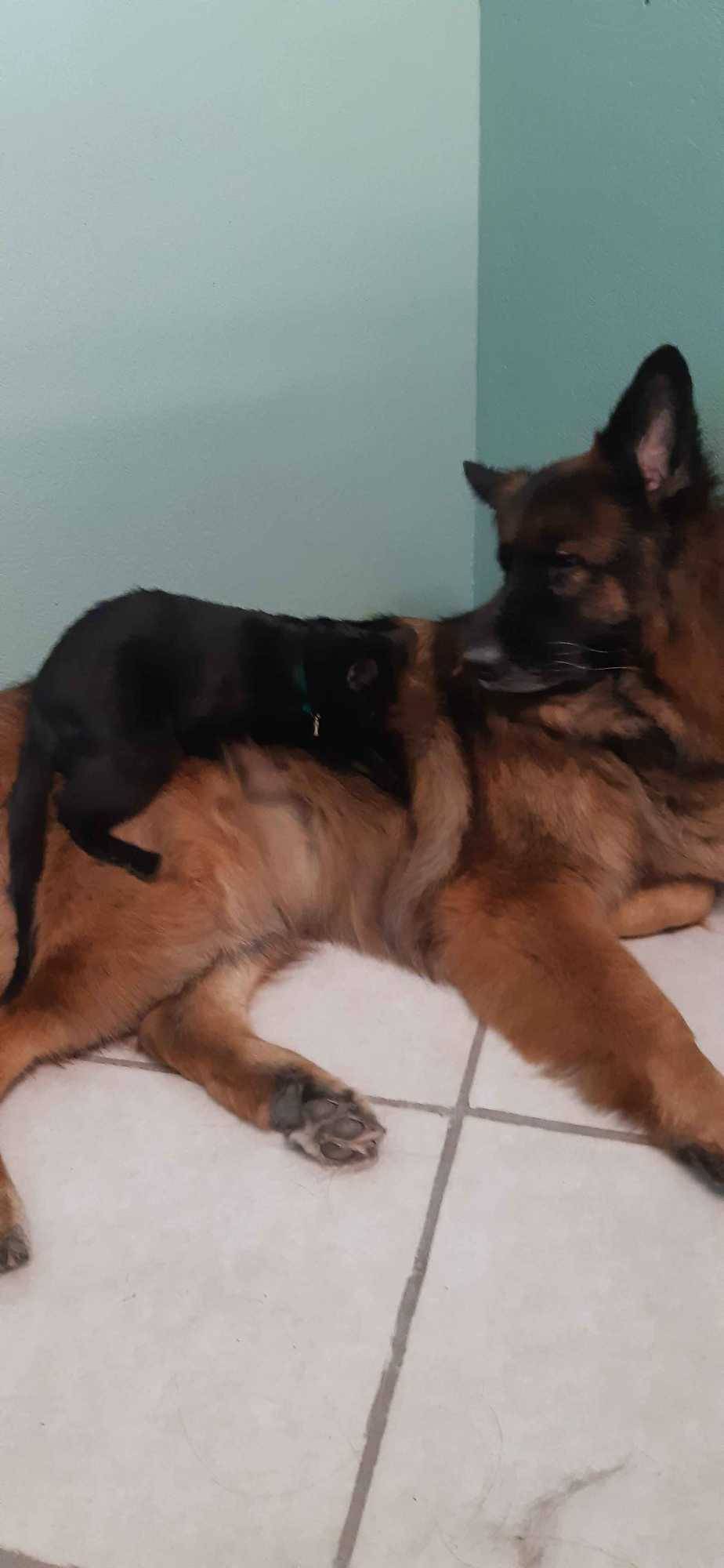 chien après toilettage
